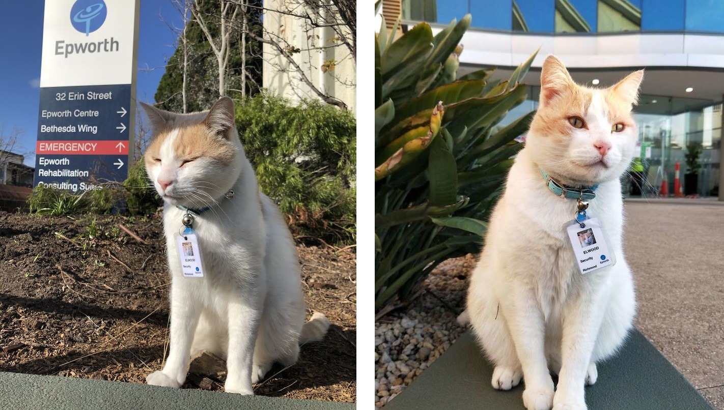 बिरालोलाई ‘सेक्युरिटी गार्ड’को जागिर !