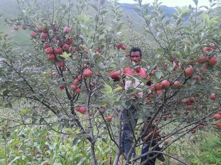 जुम्लाका किसानलाई स्याउ टिप्न चटारो