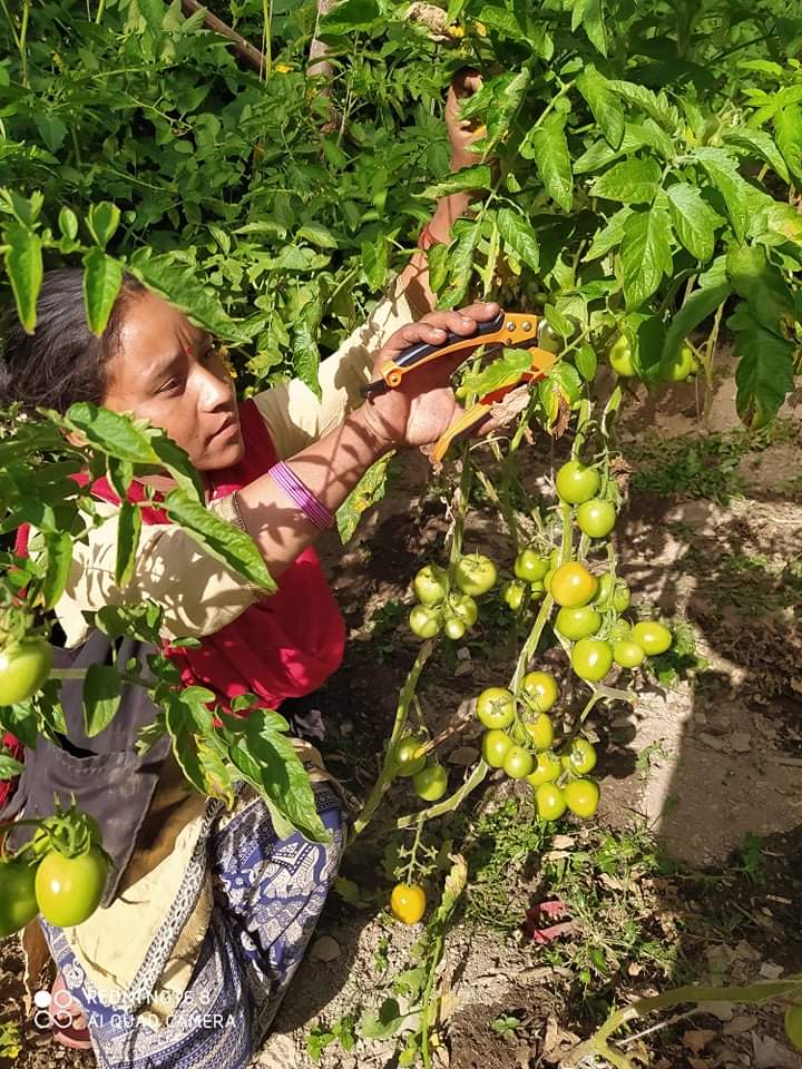 रैथाने बाली संरक्षणमा डोल्पाली महिला