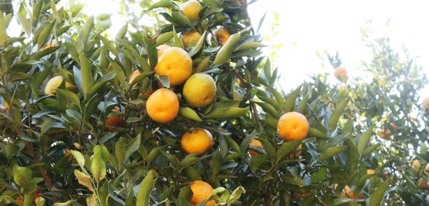 गाैमुलमा फलेको सुन्तला मार्तडी बजारमा विक्रि हुँदै