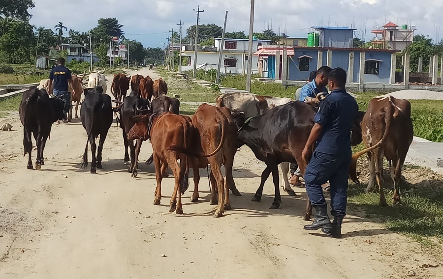 गाईबाच्छा उद्धार गर्न एम्बुलेन्स माग