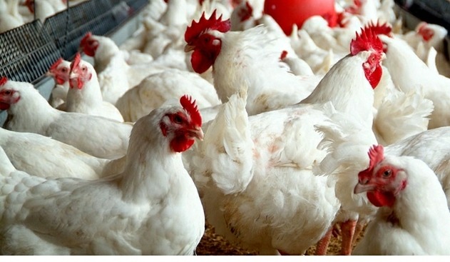 काठमाडौंमा कुखुराको मासु पछिल्लो तीन वर्षयताकै सस्तो