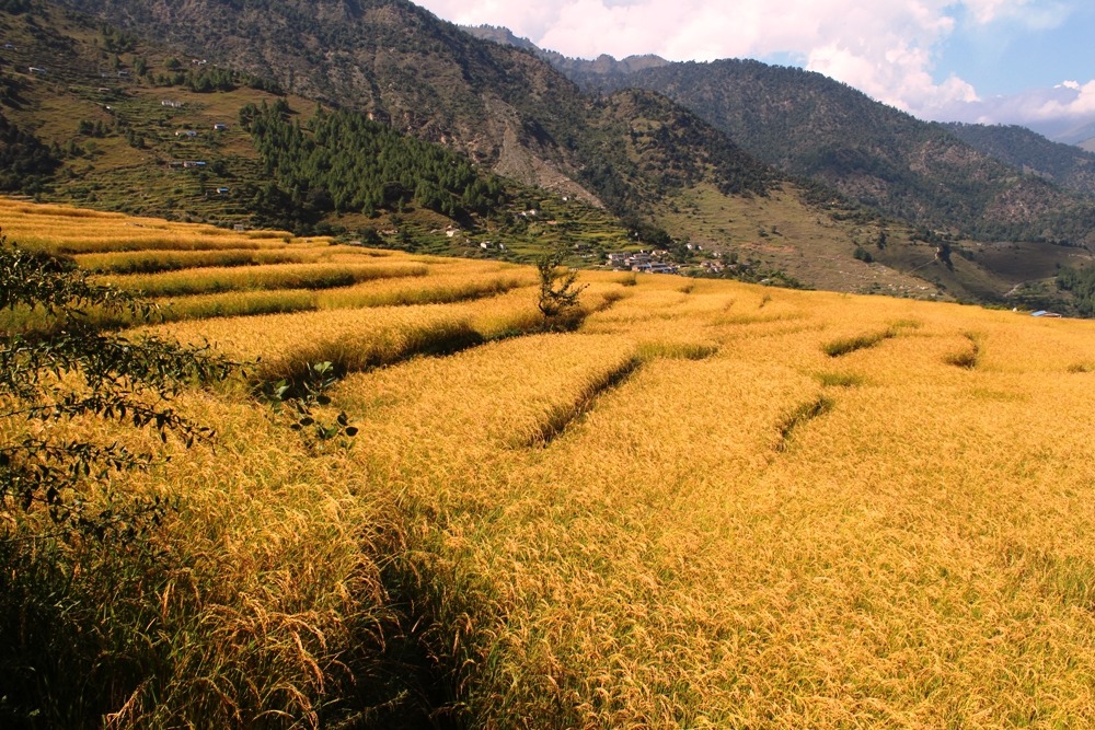 स्याउ बेचेर मार्सी धान काट्ने तयारी
