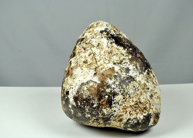 सुनभन्दा महँगो किन हुन्छ ह्वेलको बान्ता ? यस्तो छ रोचक तथ्य