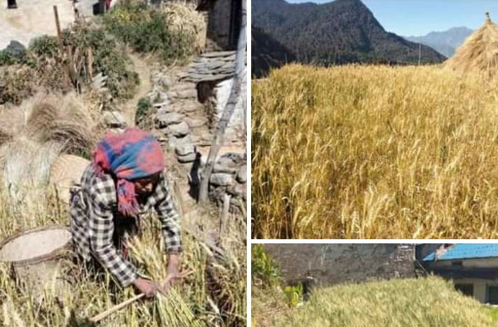 गहुँ छर्ने समयमा ढम्कनेका कृषक पाकेको गहुँबाली भित्र्याउँदै