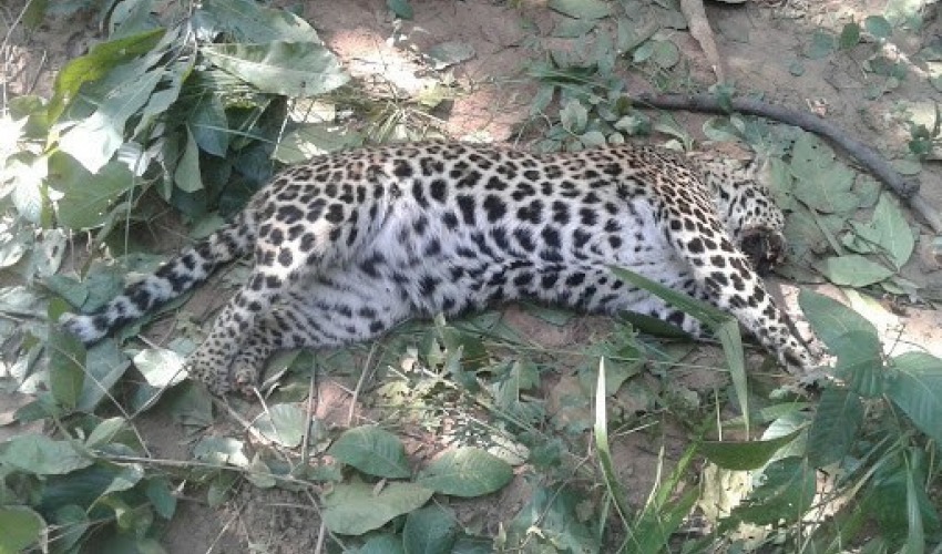 डडेल्धुरामा किशोरीको ज्यान लिने चितुवालाई स्थानीयले मारे