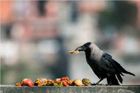 दोस्रो ठूलो चाड तिहार सुरु, आज कागको पूजा गरिँदै