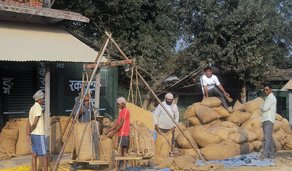 सस्तोमा धान बेच्न बाध्य छन् कैलालीका किसान