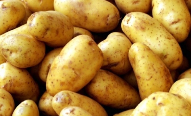 हिमाली क्षेत्रमा आलु उत्पादन घट्यो