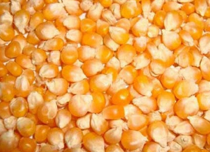 जाजरकोटको मकै देशका ठूला शहरमा