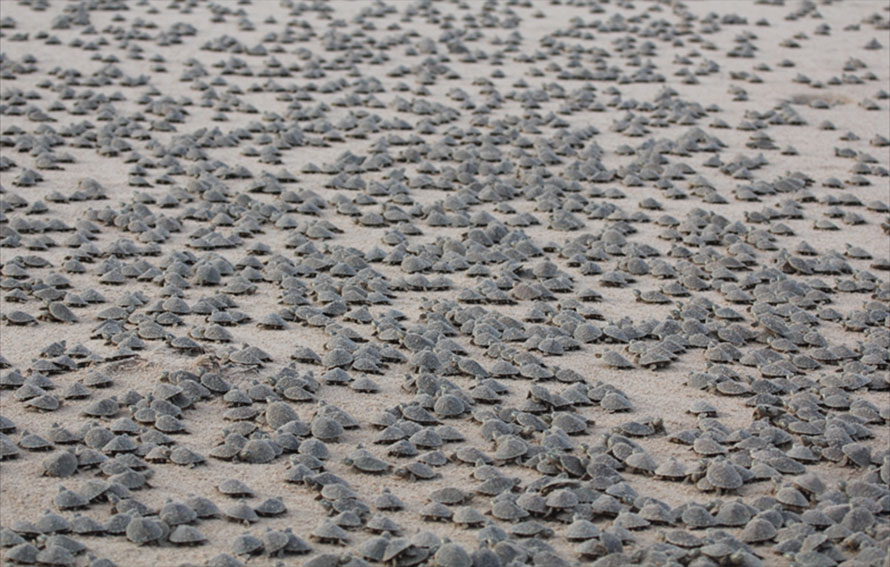 ब्राजिलको यो नदीमा किन बढ्यो कछुवाको फौज ? वैज्ञानिकहरु हैरान