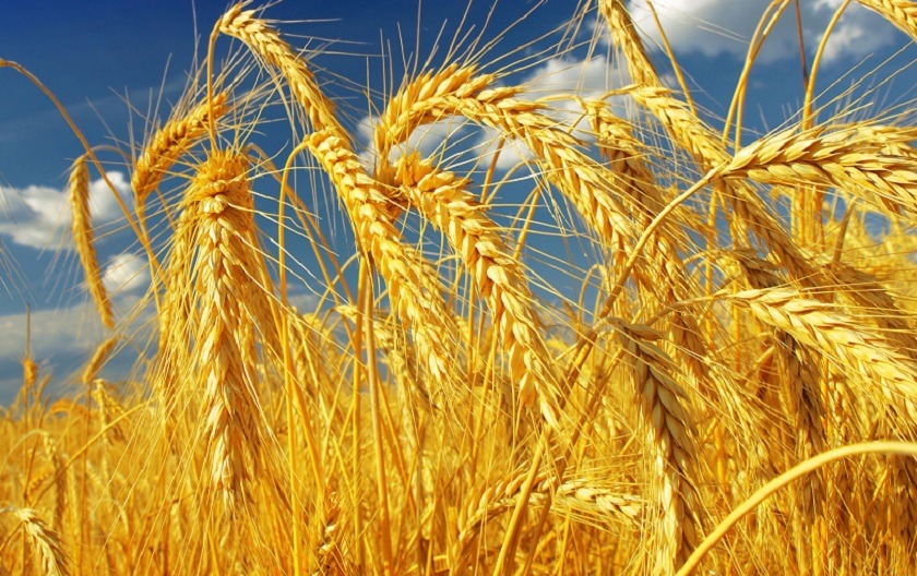 बिक्री भएन ९१ लाखको गहुँको बीउ