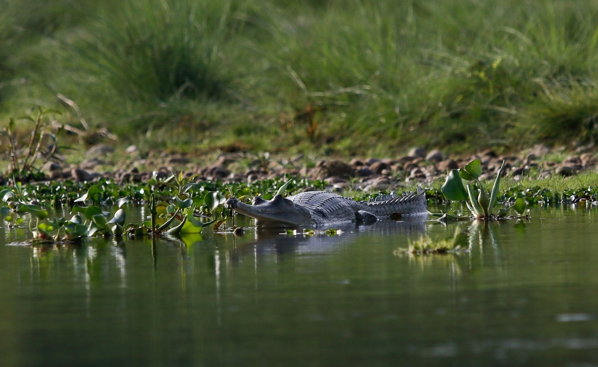 कसरामा हुर्काइएका गोही राप्तीमा छोडियो