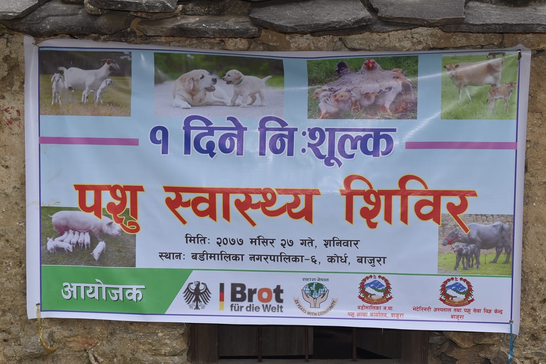 बडीमालिका ६ को कोर्धमा १ दिने पशु स्वास्थ्य शिविर