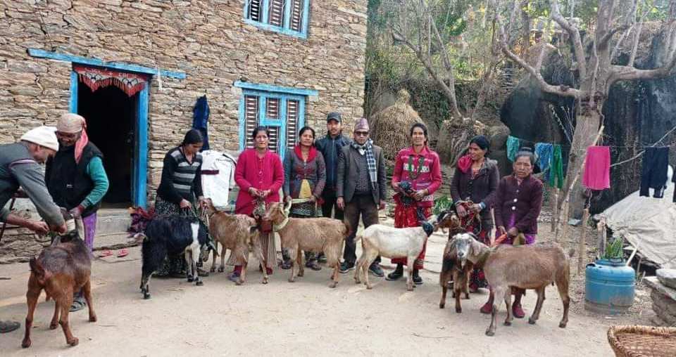 अमेरिका बस्ने थापाको सहयोगमा महिलाहरुलाई बाख्रा वितरण