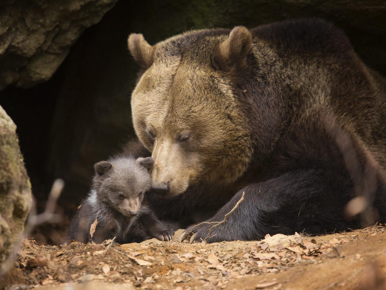 करेन्ट लागेर जङ्गली भालुको मृत्यु