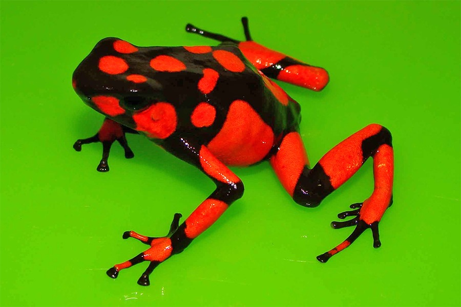 यो हो संसारकै विषालु भ्यागुतो, करोडौँमा हुन्छ तस्करी