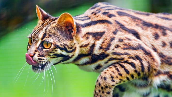 उपचारको क्रममा चरी बाघको मृत्यु