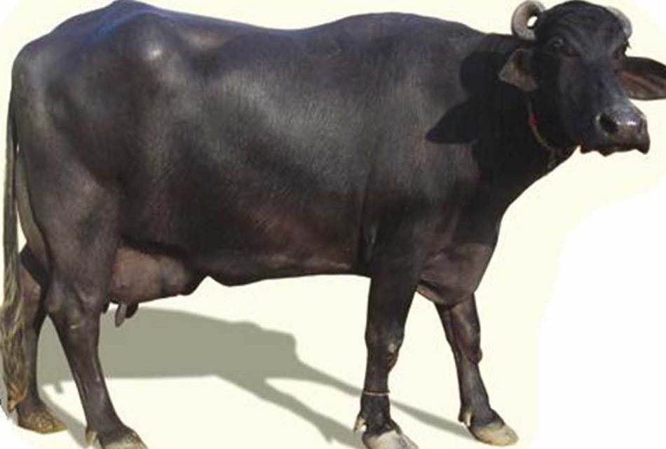 काठमाडाैंमा भेला हुँदैछन् विश्वभरका भैँसीविज्ञ