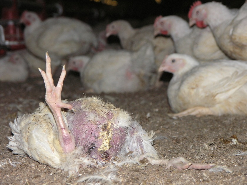 अज्ञात रोगका कारण मर्न थाले कुखुरा