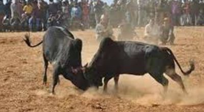 माघे सङ्क्रान्तिमा नुवाकोटमा ३१ हल गोरु जुधाइने