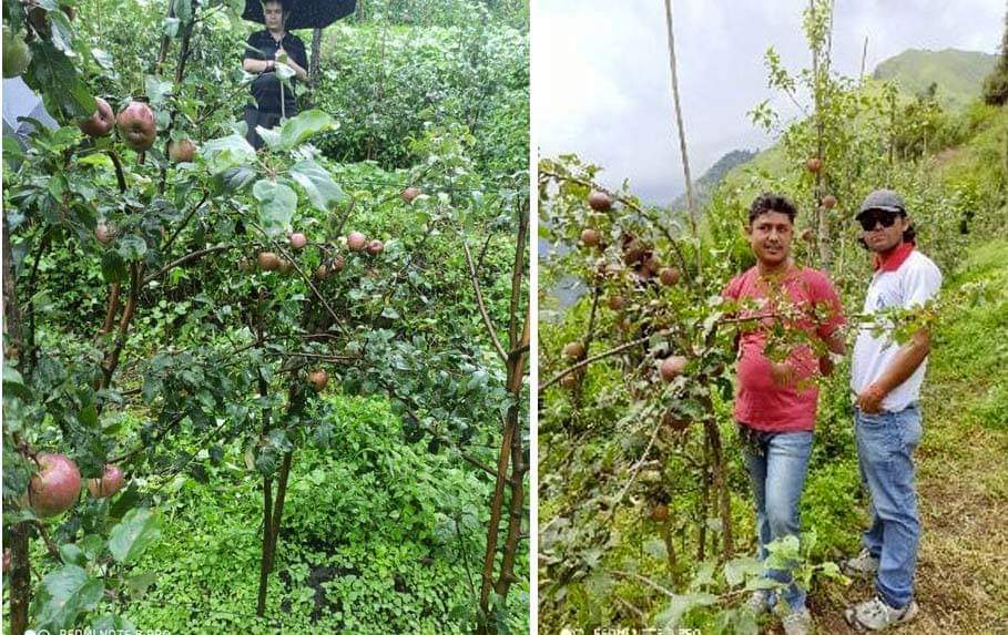 गौमुल गाउँपालिकामा ओखर र स्याउको क्षेत्र विस्तार गरिदै