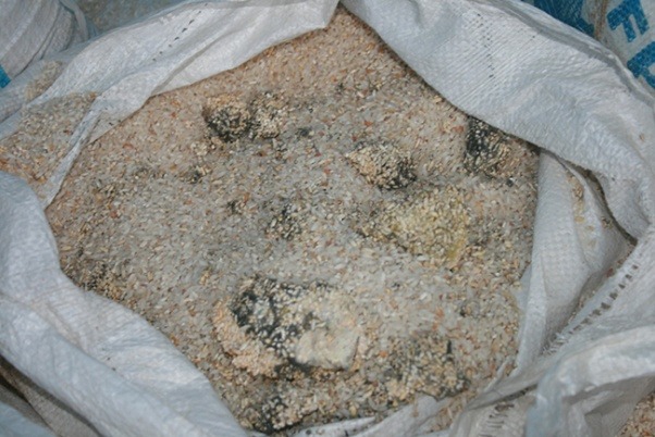 कुहिएको चामल खान बाध्य छन् हुम्ली