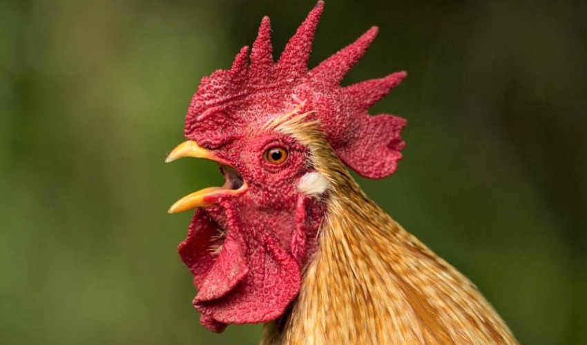 भालेले लियो मालिकको ज्यान