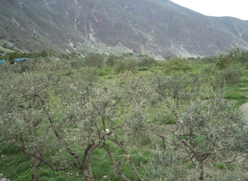 जैतुनको आडमा बाँचेको जीवन