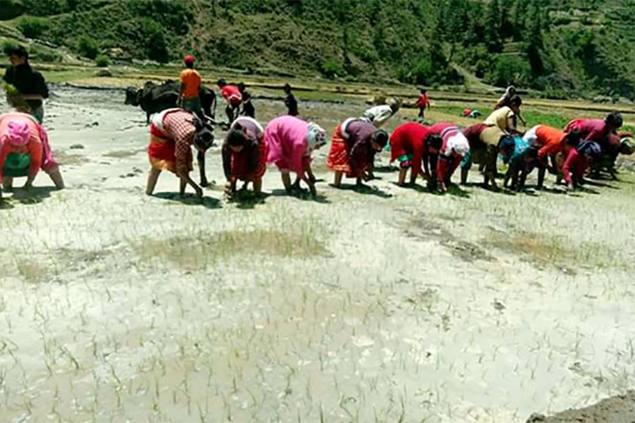 मार्सी धान फलाउने जुम्लाको छुमचौर पर्यटकीय गन्तव्यको सूचीमा