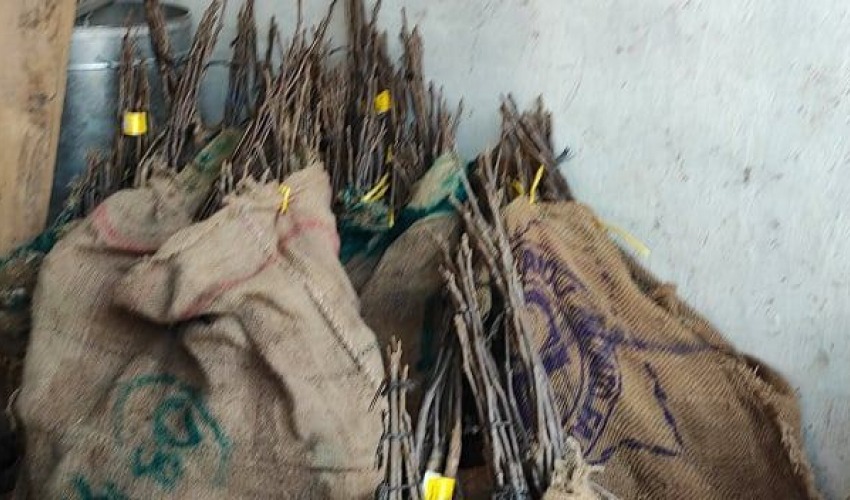 बाजुरा कृषि ज्ञान केन्द्रद्धारा १ लाख २५ हजार फलफूलका बिरुवा रोपियो