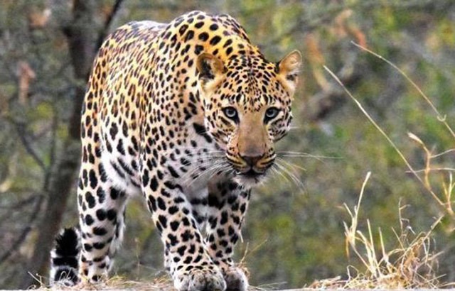 बाजुरामा चितुवा भेटिए पछि जिल्ला प्रहरी कार्यलय  सचेत रहनआग्रह