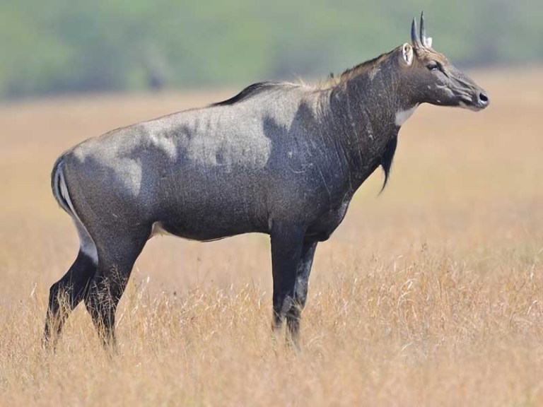 महोत्तरीको जंगलमा एकैसाथ ५ दर्जन नीलगाई फेला