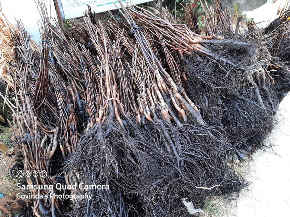 बाजुरा जिल्लाभर १ लाख २५ हजार फलफूलका विरुवा रोपिए