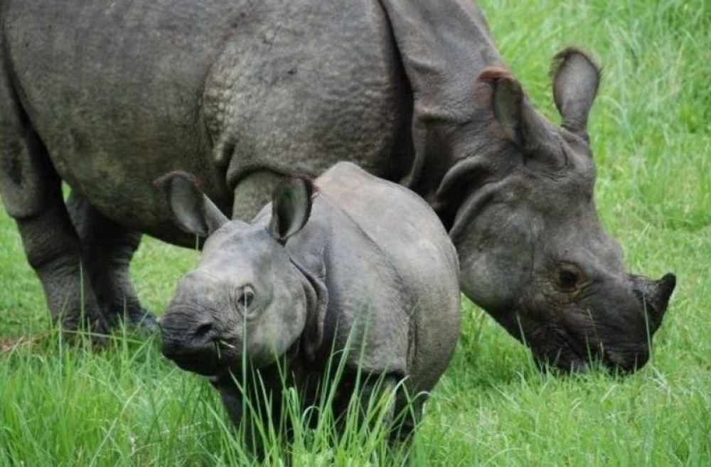 आजबाट गैँडा गणना शुरु