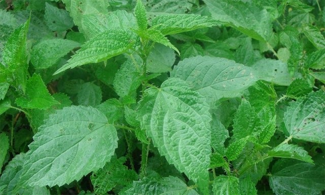 सिस्नुसँग खेलेर उल्लासपूर्वक ‘बिसु’ पर्व मनाइँदै