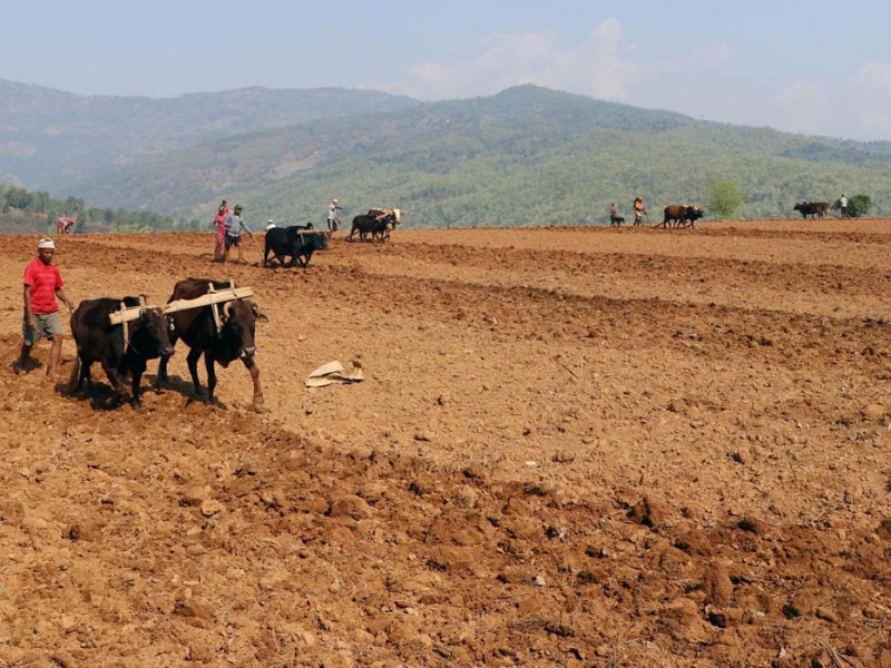 दुख गर्ने किसान, अनुदान खाने बिचौलिया