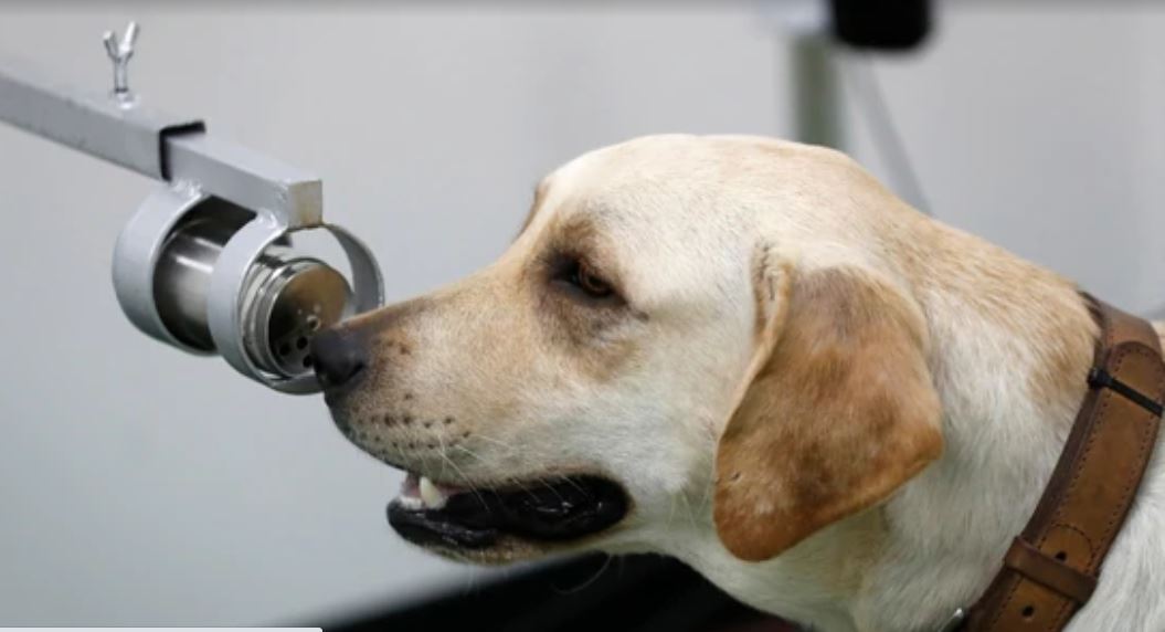 कोरोना भाइरस पत्ता लगाउन कुकुर परिचालन !