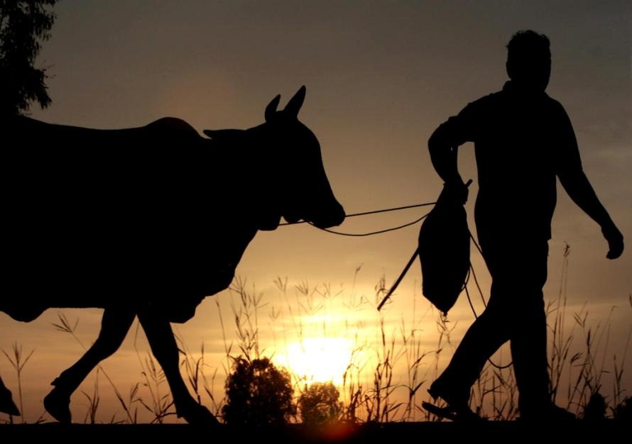 कोभिड भ्याक्सिन लगाउनेलाई गाई उपहार !