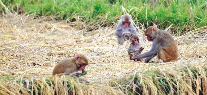 बाँदर भुलाउन जङ्गलमा फलफूल खेती