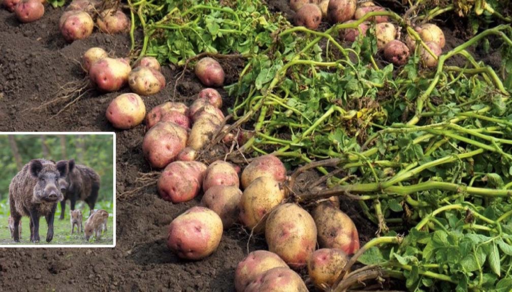 बडीमालिका ७ मा जंगली बँदेल आतंक, आलुबाली सखाप