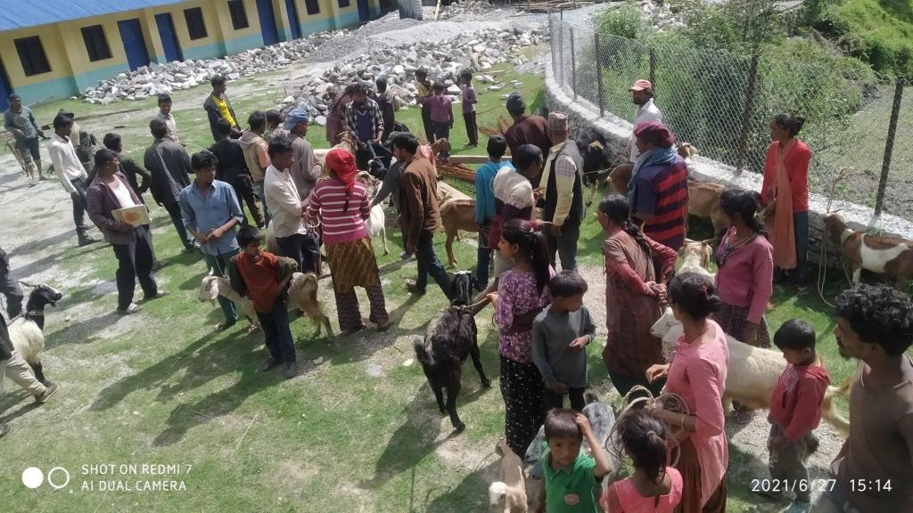 बडीमालिका ७ का पशुपालक कृषकलाई बाख्रा वितरण