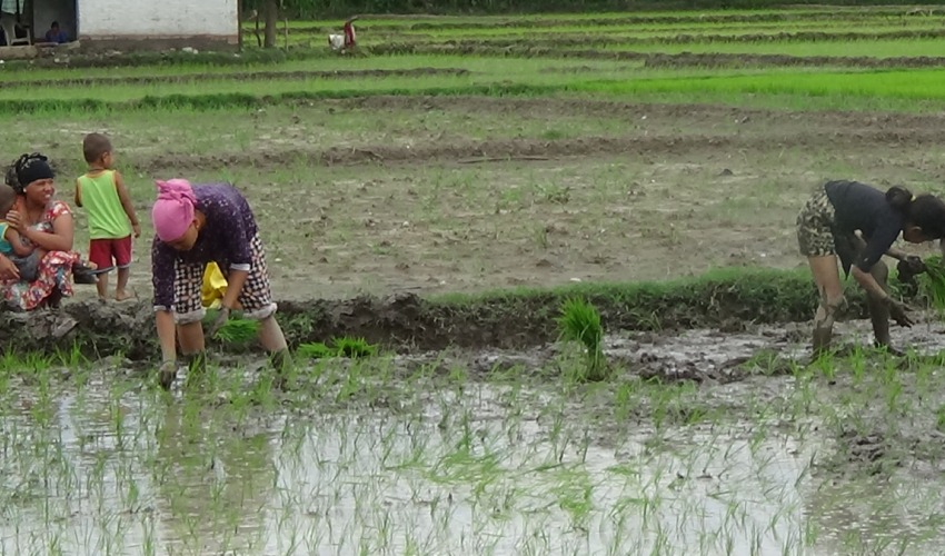 सुदूरपश्चिममा सकियो ५० प्रतिशत रोपाई