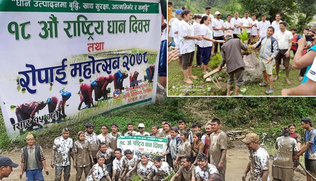 गौमुलमा पनि राष्ट्रिय धान दिवस मनाईयो