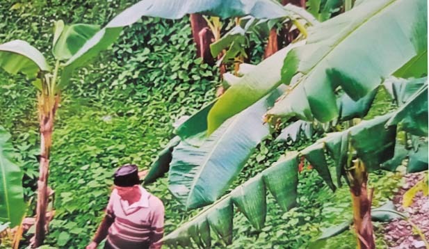 केरा खेतिबाट पारिवारिक पालनपोषण