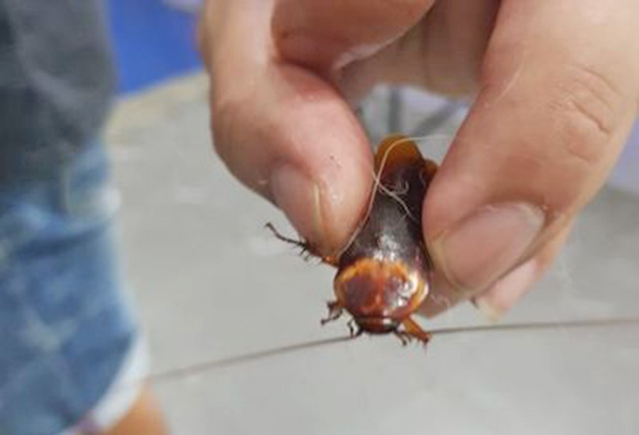 घाइते साङ्लो बोकेर पशु अस्पताल पुगेपछि…