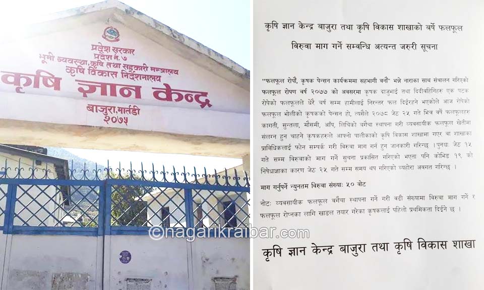 कृषि ज्ञान केन्द्र बाजुराले वर्षे फलफुलका विरुवा वितरण गर्दै