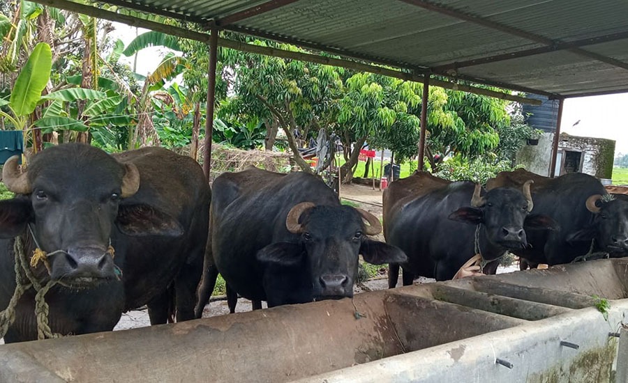 भैंसीपालन व्यवसायमा भविष्य खोज्दै पाल्पाका युवा