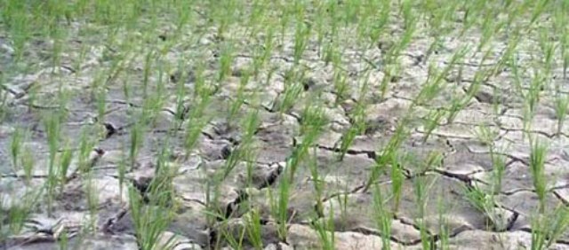बाँकेमा ३ हप्तादेखि पानी परेन, खेतमै सुक्न थाले धान