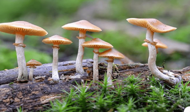 जंगली च्याउ खाँदा तीन जना बालक बिरामी